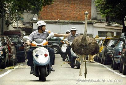 Токта, я кому говорю, токта!!!